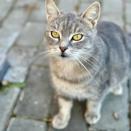 ホテル сідус