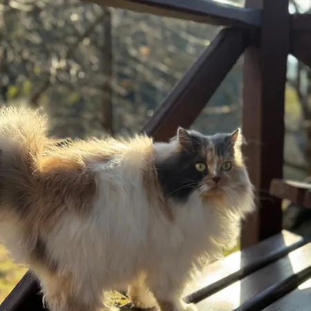 ホテル сідус